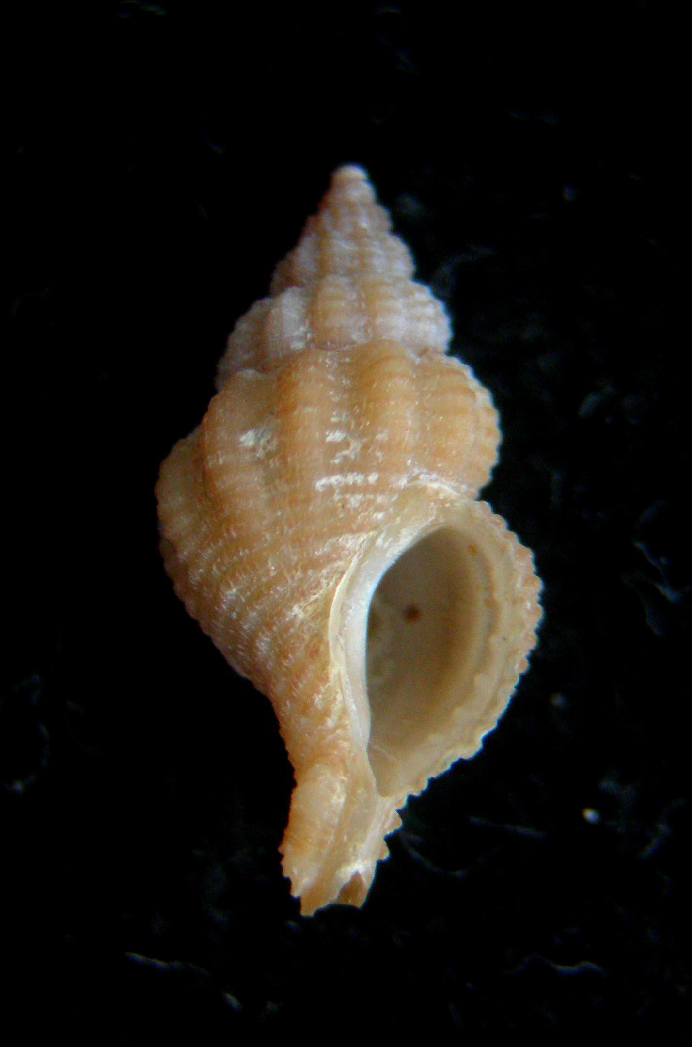 Ocinebrina aciculata